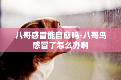 八哥感冒能自愈嗎-八哥鳥感冒了怎么辦啊