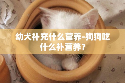 幼犬補充什么營養-狗狗吃什么補營養？