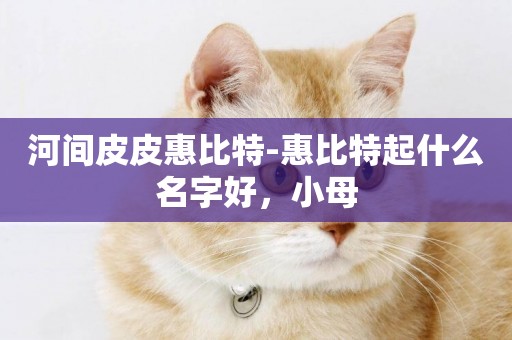 河間皮皮惠比特-惠比特起什么名字好，小母