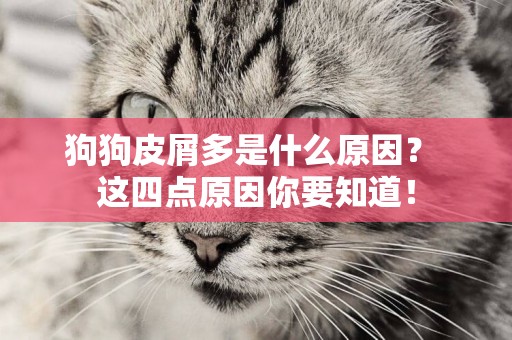 狗狗皮屑多是什么原因？ 這四點原因你要知道！