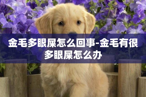 金毛多眼屎怎么回事-金毛有很多眼屎怎么辦