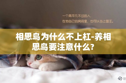 相思鳥為什么不上杠-養相思鳥要注意什么?
