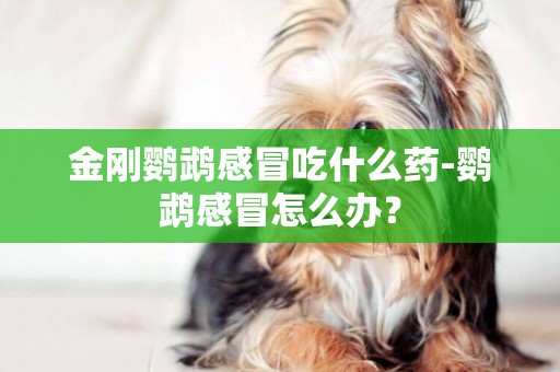 金剛鸚鵡感冒吃什么藥-鸚鵡感冒怎么辦？