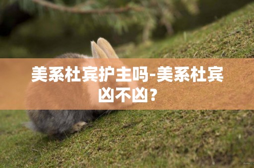美系杜賓護主嗎-美系杜賓兇不兇？