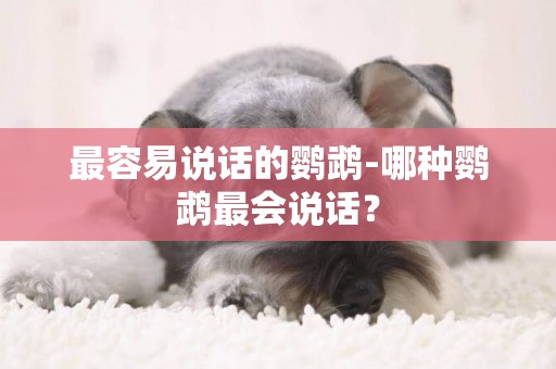 最容易說話的鸚鵡-哪種鸚鵡最會說話？