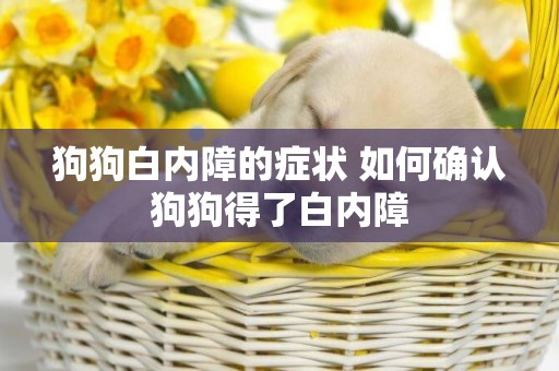狗狗白內障的癥狀 如何確認狗狗得了白內障