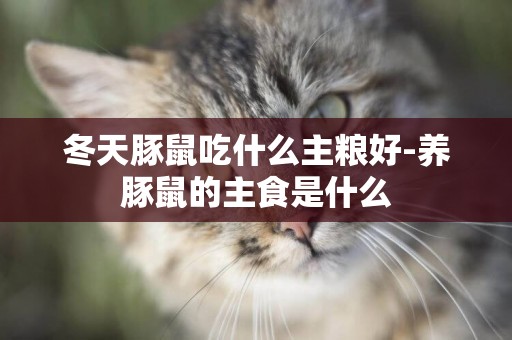 冬天豚鼠吃什么主糧好-養豚鼠的主食是什么