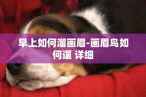 早上如何溜畫眉-畫眉鳥如何遛 詳細