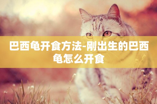 巴西龜開食方法-剛出生的巴西龜怎么開食