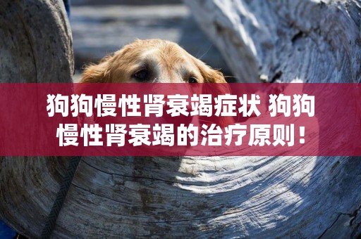 狗狗慢性腎衰竭癥狀 狗狗慢性腎衰竭的治療原則！