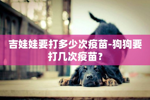 吉娃娃要打多少次疫苗-狗狗要打幾次疫苗？