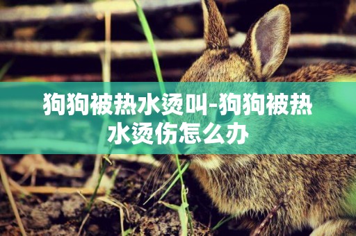 狗狗被熱水燙叫-狗狗被熱水燙傷怎么辦