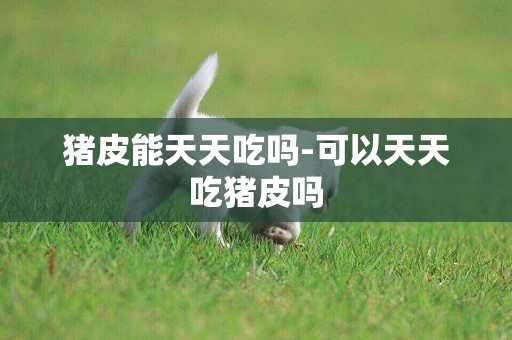 豬皮能天天吃嗎-可以天天吃豬皮嗎