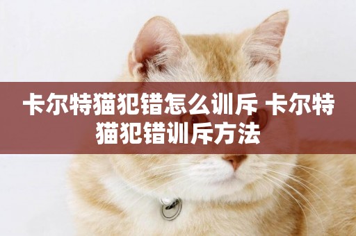 卡爾特貓犯錯怎么訓斥 卡爾特貓犯錯訓斥方法