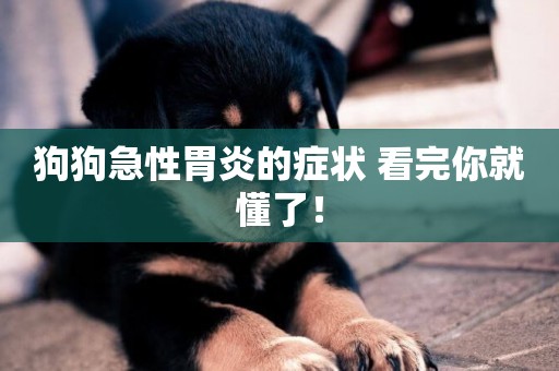 狗狗急性胃炎的癥狀 看完你就懂了！