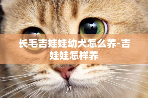 長毛吉娃娃幼犬怎么養-吉娃娃怎樣養