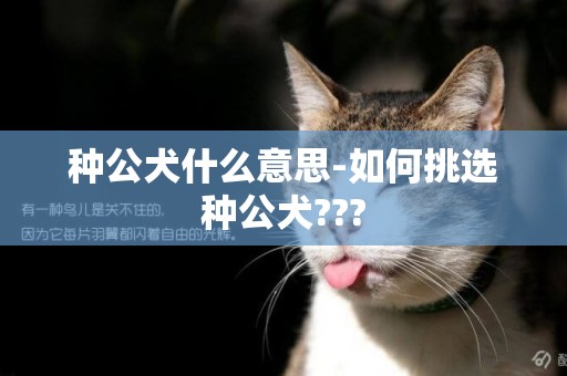 種公犬什么意思-如何挑選種公犬???