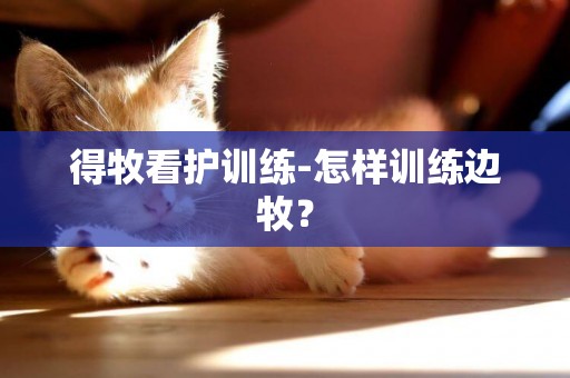 得牧看護訓練-怎樣訓練邊牧？
