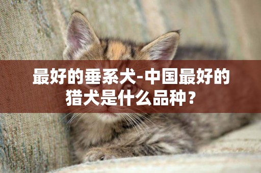 最好的垂系犬-中國最好的獵犬是什么品種？