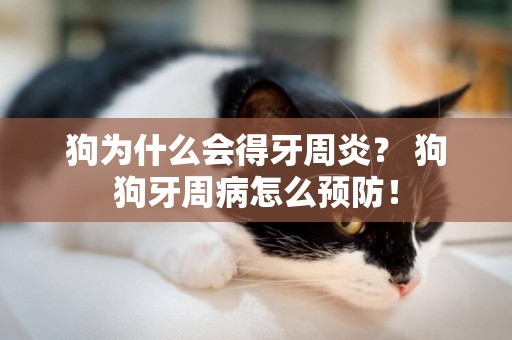 狗為什么會得牙周炎？ 狗狗牙周病怎么預防！