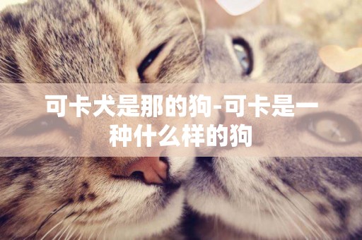 可卡犬是那的狗-可卡是一種什么樣的狗
