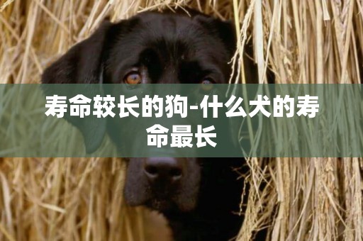 壽命較長的狗-什么犬的壽命最長