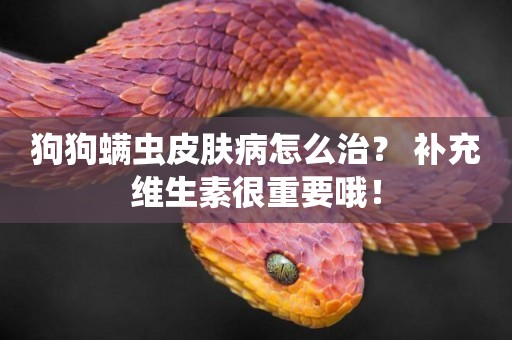 狗狗螨蟲皮膚病怎么治？ 補充維生素很重要哦！