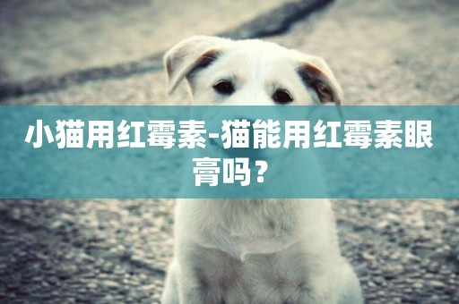 小貓用紅霉素-貓能用紅霉素眼膏嗎？