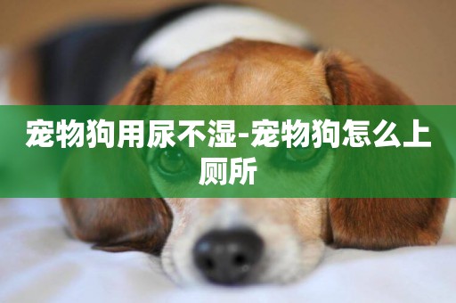 寵物狗用尿不濕-寵物狗怎么上廁所