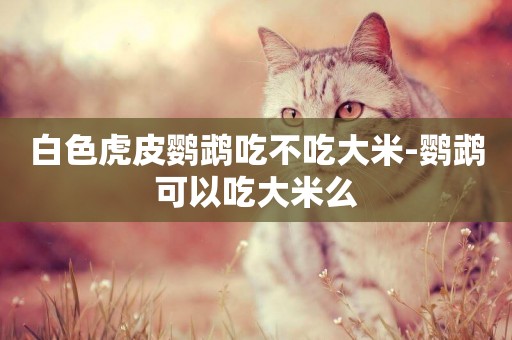 白色虎皮鸚鵡吃不吃大米-鸚鵡可以吃大米么