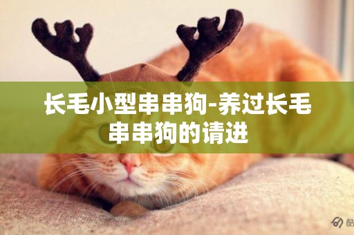 長毛小型串串狗-養過長毛串串狗的請進