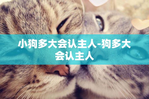 小狗多大會認主人-狗多大會認主人