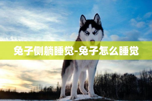 兔子側躺睡覺-兔子怎么睡覺