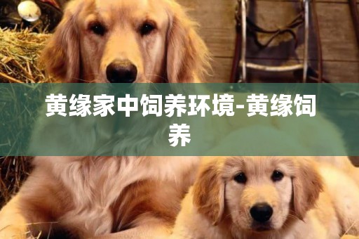 黃緣家中飼養環境-黃緣飼養
