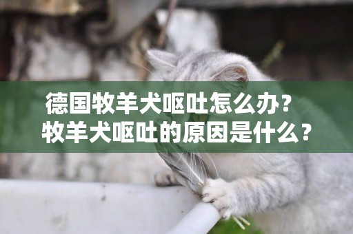 德國牧羊犬嘔吐怎么辦？ 牧羊犬嘔吐的原因是什么？