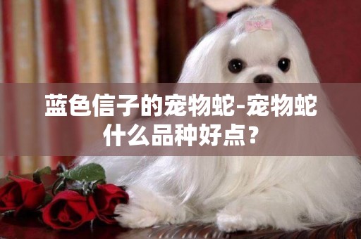 藍色信子的寵物蛇-寵物蛇什么品種好點？