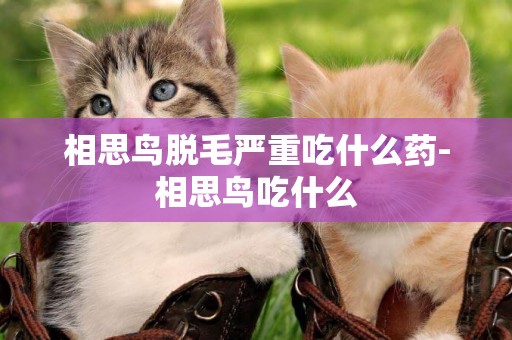 相思鳥脫毛嚴重吃什么藥-相思鳥吃什么