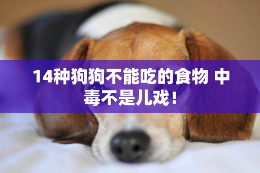 14種狗狗不能吃的食物 中毒不是兒戲！