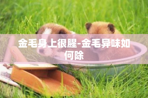 金毛身上很腥-金毛異味如何除
