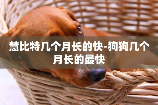 慧比特幾個月長的快-狗狗幾個月長的最快