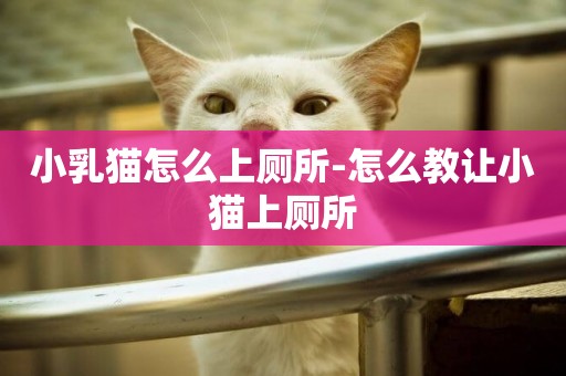 小乳貓怎么上廁所-怎么教讓小貓上廁所