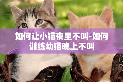 如何讓小貓夜里不叫-如何訓練幼貓晚上不叫