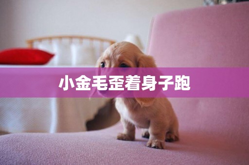 小金毛歪著身子跑