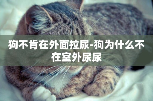 狗不肯在外面拉尿-狗為什么不在室外尿尿