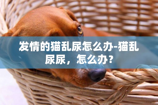 發情的貓亂尿怎么辦-貓亂尿尿，怎么辦？