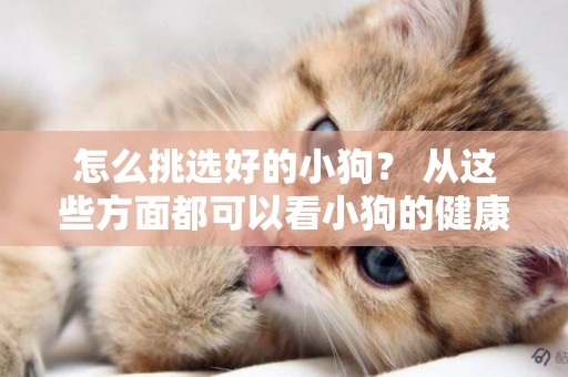 怎么挑選好的小狗？ 從這些方面都可以看小狗的健康狀態哦