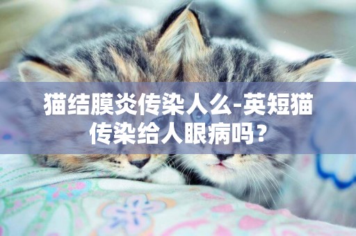 貓結膜炎傳染人么-英短貓傳染給人眼病嗎？