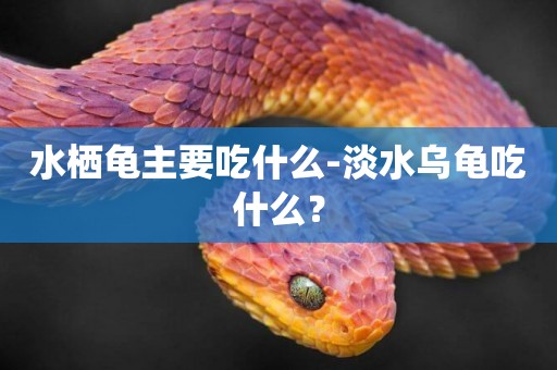 水棲龜主要吃什么-淡水烏龜吃什么？