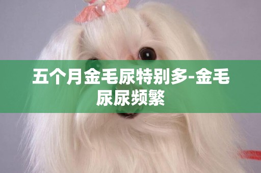 五個月金毛尿特別多-金毛尿尿頻繁
