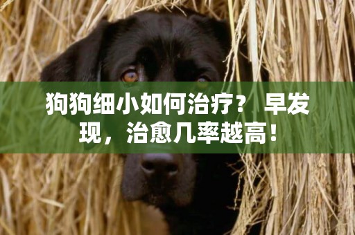 狗狗細小如何治療？ 早發現，治愈幾率越高！